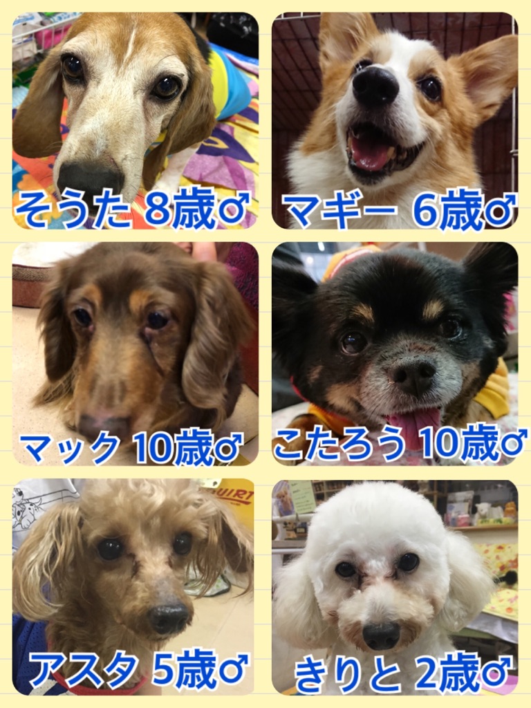 【今日の里親様募集中ワンコメンバー🐶】2018,5,17